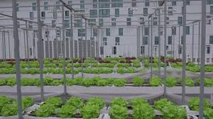 Roof Garden Farm For Rooftop