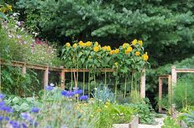 Grow Sunflowers To Beautify Your Yard