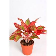 Aglonema Pink Lady Indoor Plant