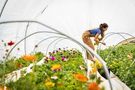 Urban Gardening With Garteln In Wien