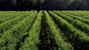 Apple Trees Stock Footage Royalty