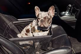 Studio Proud Foldable Dog Car Seat