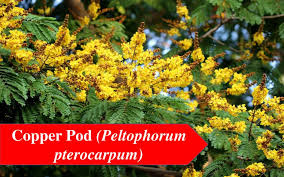 Flowering Trees In India Flower Tree