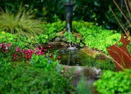 Tips For The Perfect Pond