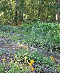How To Keep Deer Out Of Your Garden