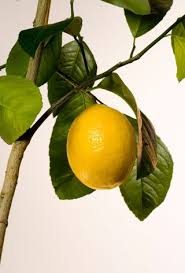 Meyer Lemon Tree Complete Care And
