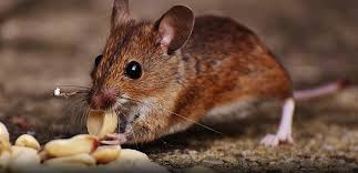 Pest Advice For Controlling Mice