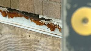 Mice Or Mold No Hot Water How To Get