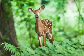 Keep Deer And Other Pests Away From