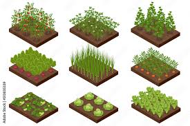 Isometric Vegetable Garden Vegetables