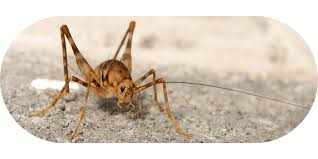 Camel Cricket Bite