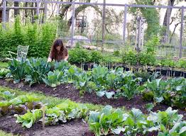 Raised Garden Beds Vs In Ground Beds
