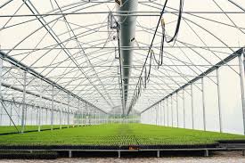 Commercial Greenhouse Cost