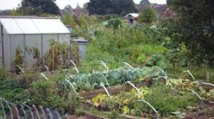 Vegetables Garden Stock Footage