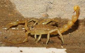 Diy Ways To Kill Scorpions Safely