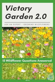Ask The Experts Growing Wildflowers In