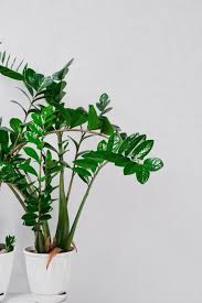 Page 2 Indoor Plants Images Free