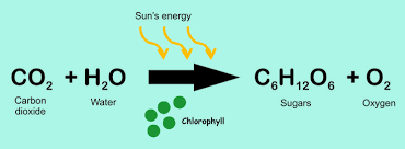 Chloroplast To The Chemical