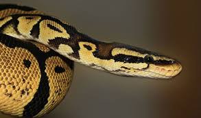Snake Removal Pest Control Services