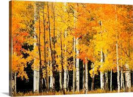 Fall Colored Aspen Trees Wall Art