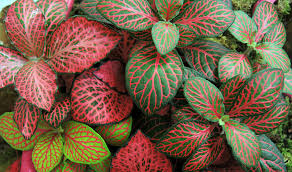 Image Of Fittonia Plants Images