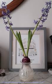 Hyacinth Vases There Is Nothing Half