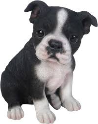 Hi Line Gift Boston Terrier Puppy