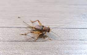 Crickets Are Taking Over My Bwood Home