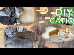Ultimate Outdoor Catio For My Barn Cats
