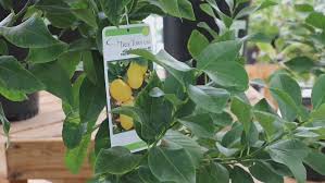 Seed And Garden Citrus Trees