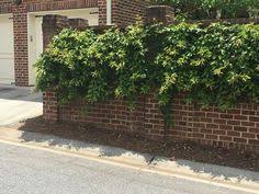 Garden Brick Walls