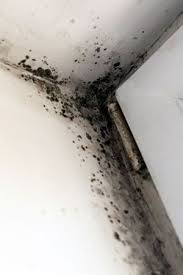Remove Black Mold Cleaning S