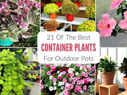 21 Best Container Plants For Pots