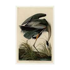 Trademark Fine Art Great Blue Heron Canvas Art By John James Audubon