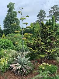 Juniper Level Botanic Garden And Plant
