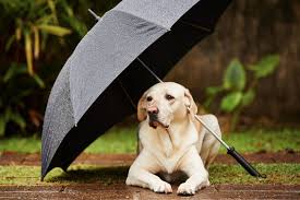 Leave Dogs Outside In The Rain