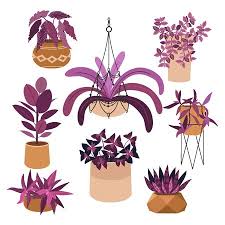 Indoor Plants Flat Color Ilrations
