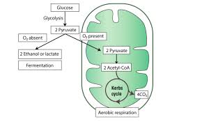 Energetics Of Anaerobic Glycolysis