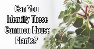Can You Identify These Common House