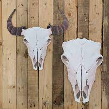 Animal Skull Bull Bison Cattle Cowboy