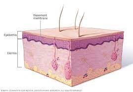 Basement Membrane Mayo Clinic