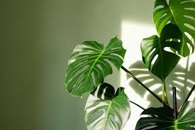 Get Rid Of Tiny Flies On House Plants