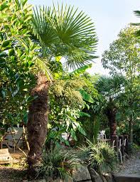 Trachycarpus Fortunei Urban Jungle
