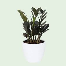 Low Light Indoor Plants That Thrive In