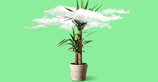 What Indoor Plants Clean The Air Best