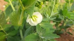 Pea Flower In Vegetable Garden Stock