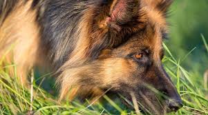 Long Haired German Shepherd Fluffy