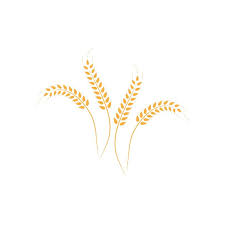 Agriculture Wheat Logo Template Vector