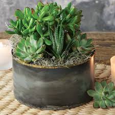 Zen Garden Succulent Succulents