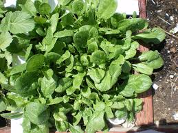 Spinach Produce